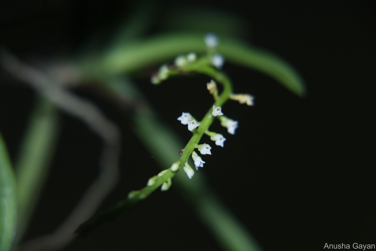 Schoenorchis nivea (Lindl.) Schltr.